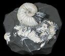 Iridescent Deschaesites Ammonite Cluster #50762-1